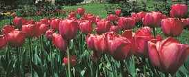 Turkish tulips