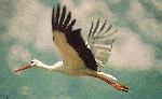 migrating storks